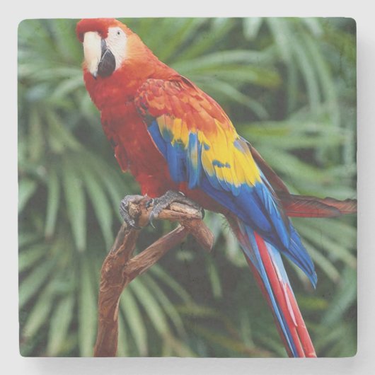 Beauful Macaw Stone Onderzetter (Voorkant)