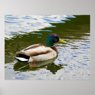 Beauful Male Mallard Duck Briefkaart Poster