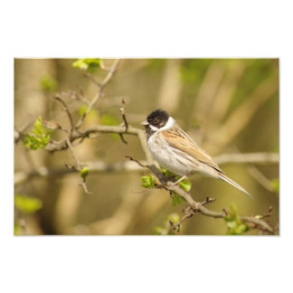 Beauful Male Reed Bunting Foto Afdruk