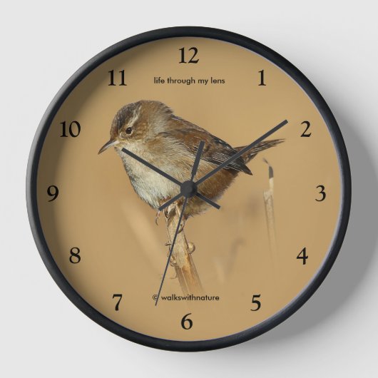 Beauful Marsh Wren Songbird on Branch (Voorkant)