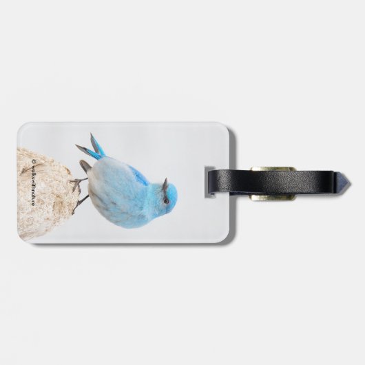 Beauful Mountain Bluebird Songbird bij Beach Bagagelabel (Achterkant horizontaal)