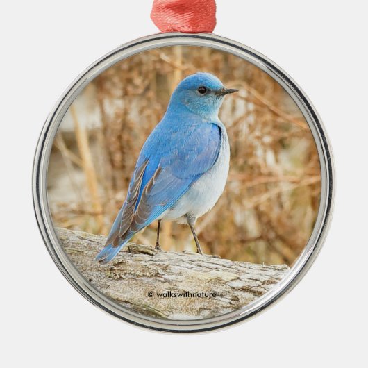 Beauful Mountain Bluebird Songbird op Log Metalen Ornament (Voorkant)
