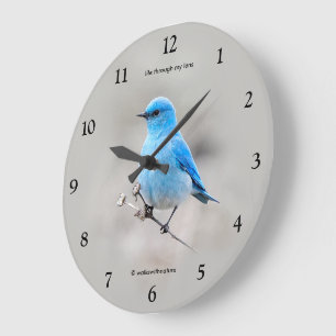 Beauful Mountain Bluebird Songbird op Tansy Grote Klok
