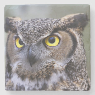 Beauful Owl Stone Onderzetter