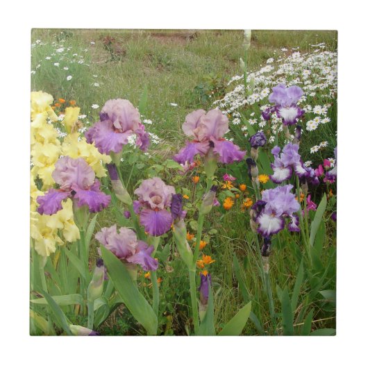 Beauful Paars Iris Flower floral Photo Tegeltje (Voorkant)