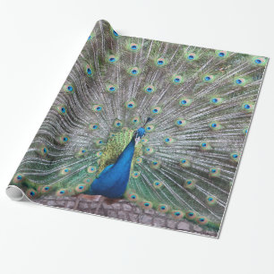 Beauful Peacock Bird Plumage Colorful Feather Cadeaupapier