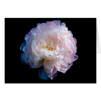 Beauful Peony Floral foto