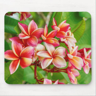 Beauful Plumeria Flowers Muismat