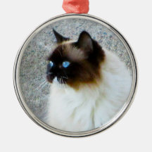 Beauful Ragdoll Birman Himalayan Cat