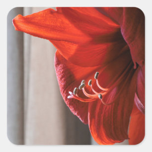 Beauful Red Lion Amaryllis Flower Foto Vierkante Sticker