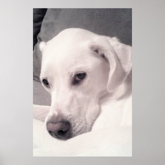 Beauful Regal White Labrador Mix Dog Grey Poster (Voorkant)