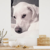 Beauful Regal White Labrador Mix Dog Grey Poster (Keuken)