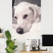 Beauful Regal White Labrador Mix Dog Grey Poster (Thuiskantoor)
