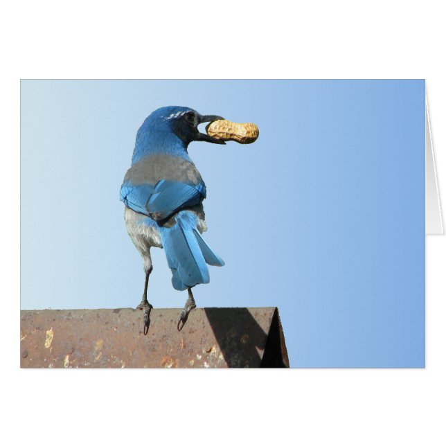 Beauful Scrub Jay Bird (Voorkant Horizontaal)