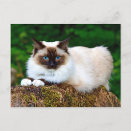 Beauful Siamese Cat Photo Briefkaart