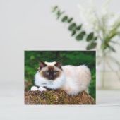 Beauful Siamese Cat Photo Briefkaart (Staand voorkant)
