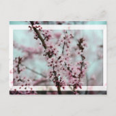 Beauful Spring Cherry Blossom Briefkaart (Voorkant)
