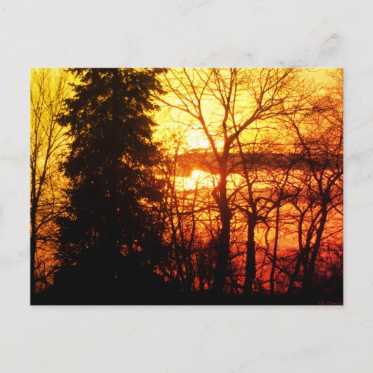 Beauful Sunset Canada behandelt Oranje Gold Sky Po Briefkaart (Voorkant)