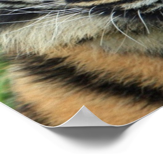 Beauful Tiger Photo Poster (Hoek)