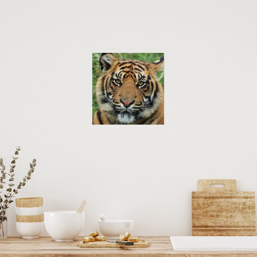 Beauful Tiger Photo Poster (Keuken)