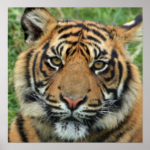Beauful Tiger Photo Poster
