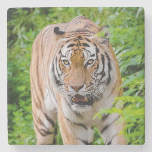 Beauful Tiger Stone Onderzetter (Voorkant)