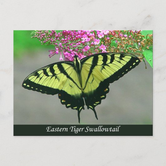 Beauful Tiger Swallowtail Butterfly Briefkaart 5 (Voorkant)