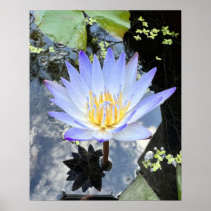 Beauful Water Lilly Foto Poster