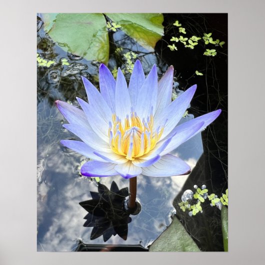 Beauful Water Lilly Foto Poster (Voorkant)