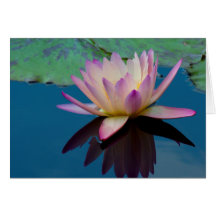 Beauful Water Lily Floral Foto