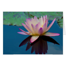 Beauful Water Lily Floral Foto