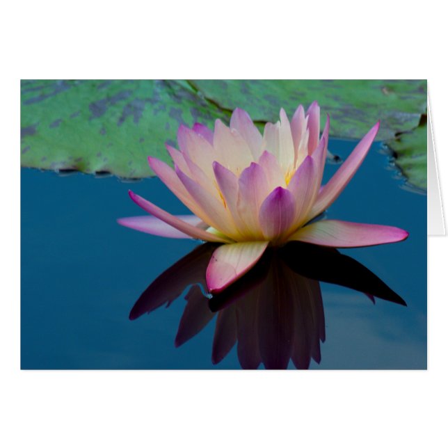 Beauful Water Lily Floral Foto (Voorkant Horizontaal)