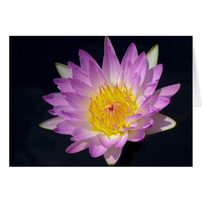 Beauful Water Lily Floral Foto (Voorkant Horizontaal)