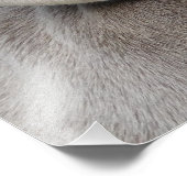 Beauful Weimaraner Hunting Dog Foto Afdruk (Hoek)