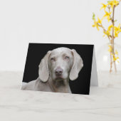 Beauful Weimaraner Hunting Dog Kaart (Gele Bloem)