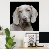 Beauful Weimaraner Hunting Dog Poster (Thuiskantoor)
