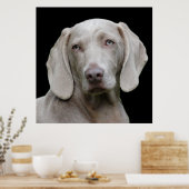 Beauful Weimaraner Hunting Dog Poster (Keuken)