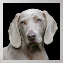 Beauful Weimaraner Hunting Dog