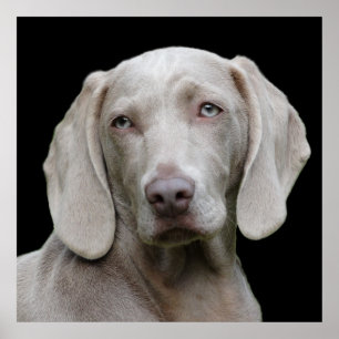 Beauful Weimaraner Hunting Dog Poster