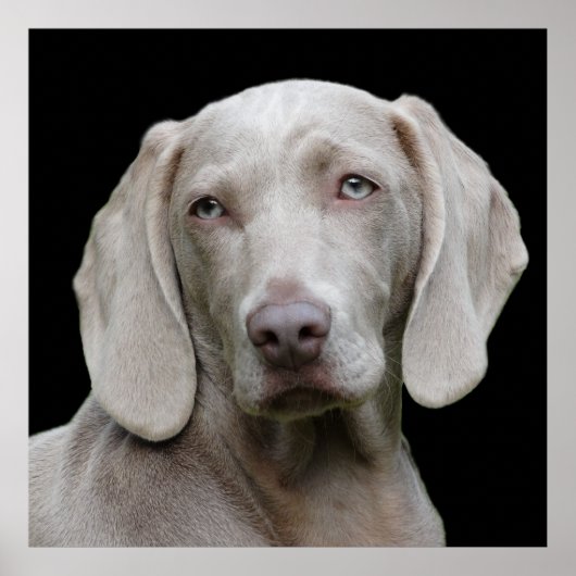 Beauful Weimaraner Hunting Dog Poster (Voorkant)