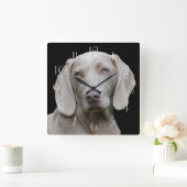 Beauful Weimaraner Hunting Dog Vierkante Klok (Huis)