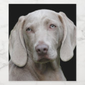 Beauful Weimaraner Hunting Dog Wijn Etiket (Enkel label)