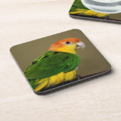 Beauful White Bellied Caique Parrot Posing Bier Onderzetter (Linkerzijde)