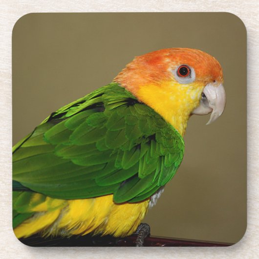 Beauful White Bellied Caique Parrot Posing Bier Onderzetter (Voorkant)
