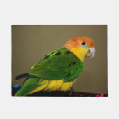 Beauful White Bellied Caique Parrot Posing Deurmat (Voorkant)