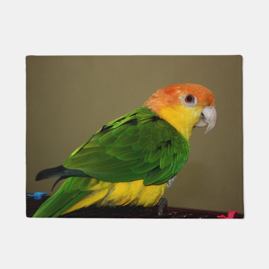 Beauful White Bellied Caique Parrot Posing Deurmat (Voorkant)