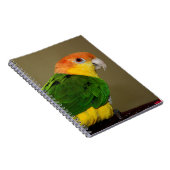 Beauful White Bellied Caique Parrot Posing Notitieboek (Rechterzijde)