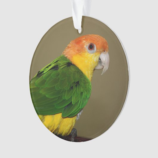 Beauful White Bellied Caique Parrot Posing Ornament (voorkant)