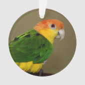 Beauful White Bellied Caique Parrot Posing Ornament (voorkant)