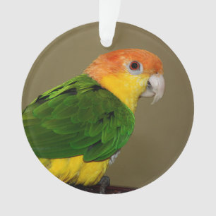 Beauful White Bellied Caique Parrot Posing Ornament